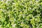 Oregano blossom on a background of green foliage. Oregano leaves and flowers, aromatic spice fresh natural. Floral background