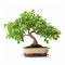 Oregano Bonsai Tree In Planter - Green Leaves, Light Green And Dark Brown Style