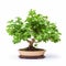 Oregano Bonsai Tree On White Background