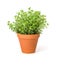 Oregano in a clay pot