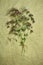 Oregano.Dried herbs. Herbal medicine, phytotherapy medicinal her