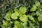 Oregano field in the garden