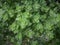 Oregano in field. Greek natural herb oregano.
