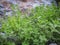 Oregano in field. Greek natural herb oregano. Green and fresh oregano flowers. Aromatic culinary herbs