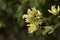 Oregano flower, Origanum vulgare