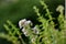 Oregano flowering plant close-up on green background