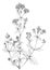 Oregano flowering twig Origanum vulgare botanical drawing