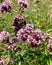 Oregano flowers. Close-up Oregano is a honey and medicinal plant. Oregano lat. Origanum vulgare is a genus of perennial