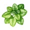 Oregano fresh herb watercolor illustration. Hand drawn oregano plant element. Garden aromatic fresh herbal marjoram