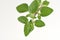 Oregano, green leaves have medicinal properties.