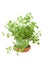 Oregano Herb