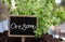 Oregano herb, aromatic plant and text label. Origanum vulgare, wild or sweet marjoram close up
