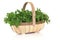 Oregano Herb Basket