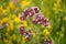 Oregano ordinary medical plant field with purple flowers