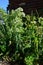 Oregano origanum vulgare flowering plant in garden masthead text area vertical