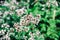 Oregano or origanum vulgare plant flower buds close-up on green leaves background