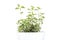 Oregano, Origanum vulgare, potted young plant, in a white pot, front view