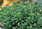 Oregano Plant