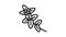 oregano plant branch line icon animation