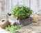 Oregano plant on a wooden table.