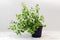 Oregano, potted plant against a light gray background with copy