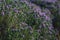 Oregano shrub blooms