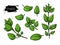 Oregano vector drawing. Isolated Herb plant branch with leaves.