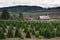 Oregon Christmas Tree Farm