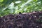 Oregon dark eyed junco, Junco hemalis Oregonanus, 7.