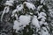 Oregon grape covered with snow