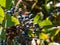 The Oregon grape or holly-leaved barberry (Mahonia aquifolium) with pinnate leaves and dark bluish-black berries