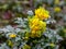 Oregon grape, holly-leaved magonia, evergreen shrub; flowering; close-up;