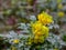 Oregon grape, holly-leaved magonia, evergreen shrub; flowering; close-up;