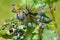 Oregon Grape Holly (Mahonia aquifolium)