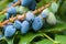 Oregon grape leaves and fruit