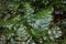 Oregon grape/Mahonia aquifolia leaves
