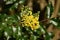 Oregon grape (Mahonia aquifolium)