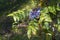Oregon grape (Mahonia aquifolium)