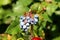 Oregon grape or Mahonia aquifolium evergreen shrub flowering plant with small cluster of dusty blue berries and pinnate leaves