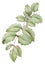 Oregon-grape Mahonia aquifolium leaves with young inflorescence buds botanical drawing over white background