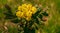 Oregon Grape, Mahonia common Mahonia aquifolium