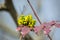 Oregon-grape Mahonia holm blossoming flower close-up, yellow spring plant in the garden