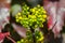 Oregon-grape Mahonia holm blossoming flower close-up, yellow spring plant in the garden