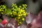 Oregon-grape Mahonia holm blossoming flower close-up, yellow spring plant in the garden