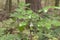 Oregon-grape ripe oval berries on top of a low shrub with spiky