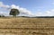 Oregon Grown Ryegrass Harvest in the Mid-Willamette Valley, Marion County