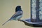 Oregon Junco