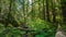 Oregon Lush Forest 642