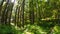 Oregon Lush Forest 645