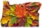 Oregon Maple Leaves Mixed Fall Colors Background USA